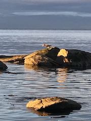 Salish 34